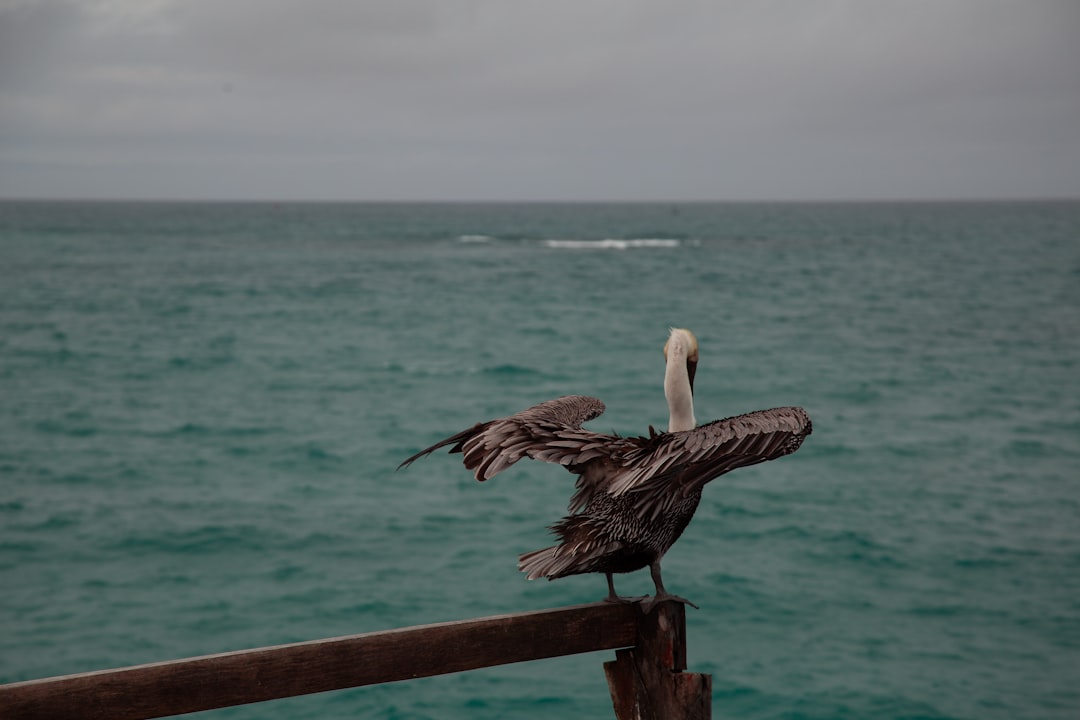 A pelican perches over the ocean waves.